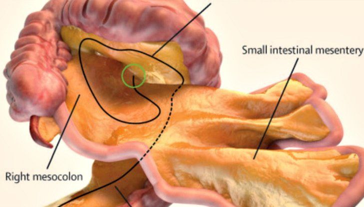 A fost descoperit un nou organ în corpul uman!
