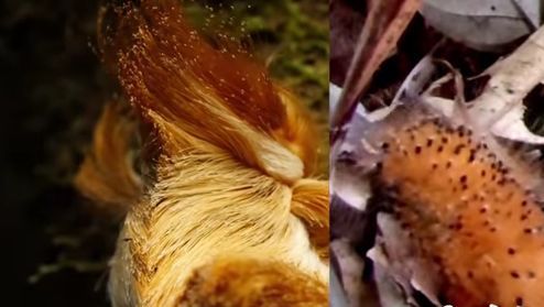 O specie nouă de molie a primit oficial numele Donald Trump 