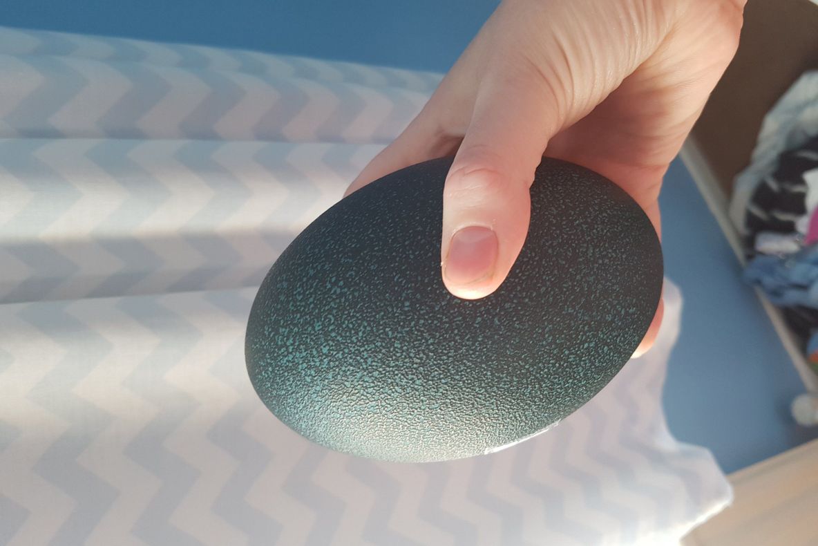 A cumpărat un ou de pe eBay cu 25 de lire. L-a dus acasă şi l-a pus la incubator 