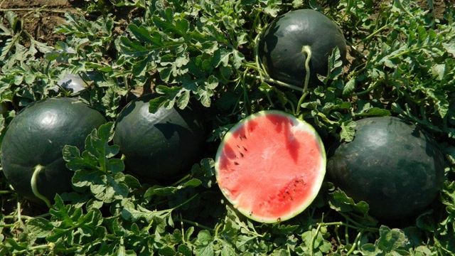 Adevărul șocant despre pepenii de Dăbuleni din piețe. Ce cumpără de fapt clienții