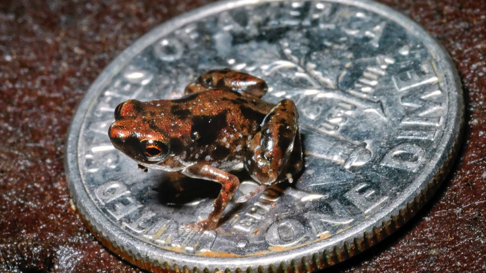 Cât măsoară cea mai mică vertebrată din lume