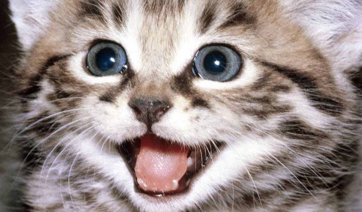 3 semne că pisica ta este cu adevărat fericită în familia ta