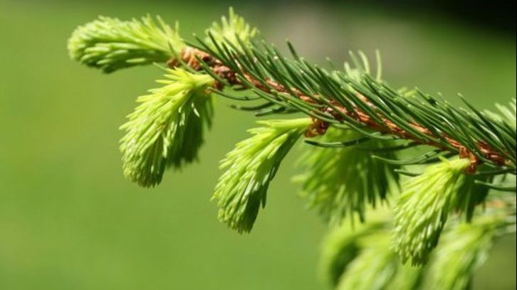 Remediile pe bază de cetină, rășină și muguri de molid - leacuri din vechime