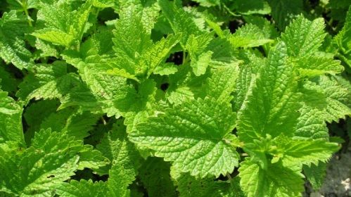 Mulţi cred că e o buruiană, dar această plantă minune tratează una dintre cele mai grave boli