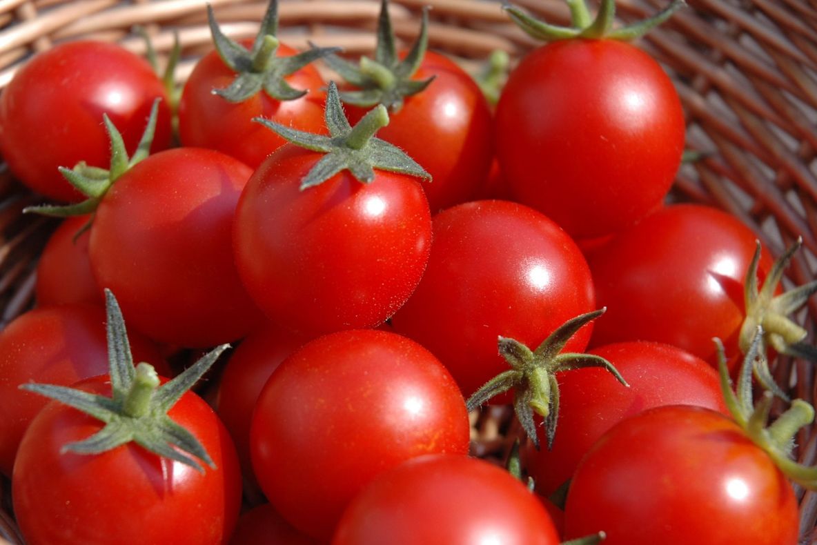 Roșiile și misterele lor: 10 lucruri mai puțin cunoscute despre "piersica lup"