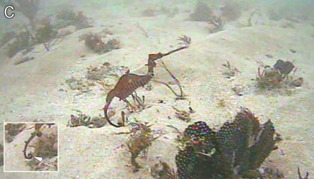 Un pește roșu misterios a băgat spaima în internauți 