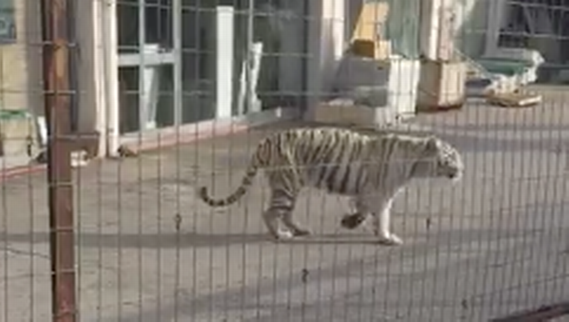 Panică în Sicilia: un tigru a evadat de la circ şi s-a plimbat pe străzile oraşului 