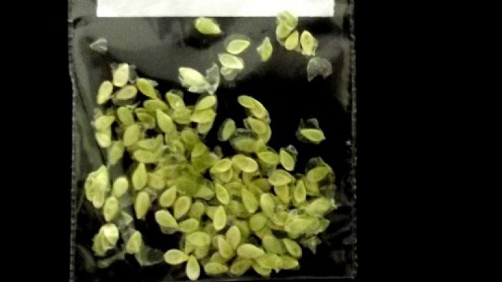 A găsit aceste semințe și le-a pus în pământ. În câteva zile, șoc. Ce a crescut din ele 