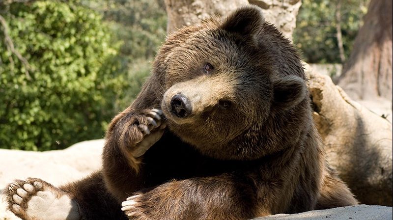 Decizie bizară luată de Slovenia. Guvernul a autorizat vânarea a 93 de urși bruni și opt lupi