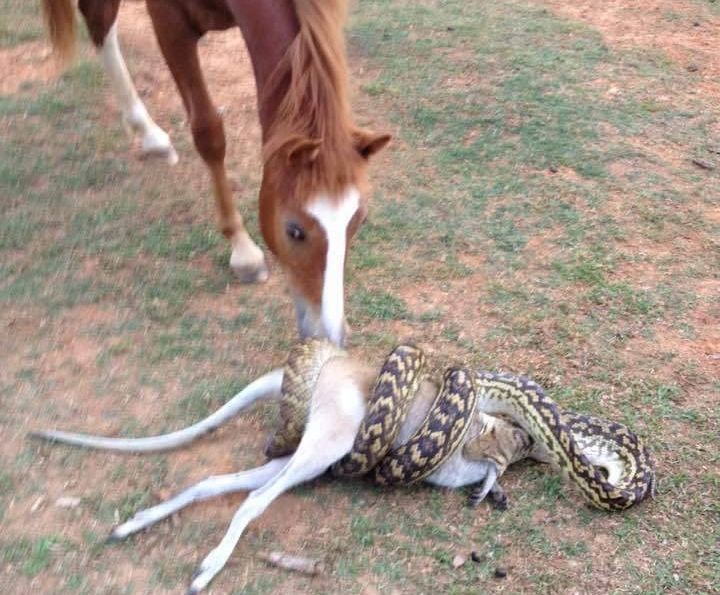 Ce s-a întâmplat după acest moment, surprins în imagini. OROARE! Nimeni nu a mai putut face nimic