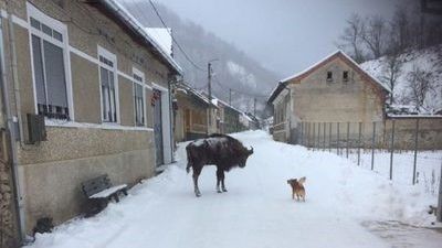 Imagine uimitoare, surprinsă în Caraş Severin. Ce animal RAR se plimbă liber pe stradă