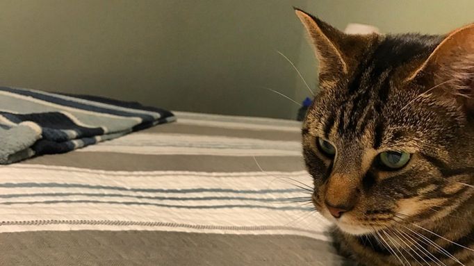 Ce a comandat un bărbat de pe internet pentru pisica lui. A deschis coletul şi a început să râdă