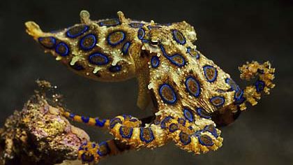 Cele mai mici și periculoase vietăți de pe Terra