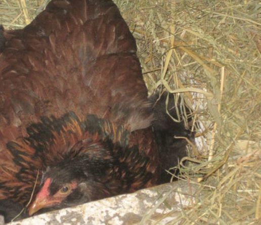 Găina lui era în cuibar, la clocit. A auzit sunete ciudate. S-a uitat sub cloşcă şi a rămas mirat