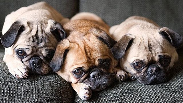 Decizie inedită! Câinii vor fi consideraţi persoane şi vor „plăti“ cheltuieli de întreţinere  