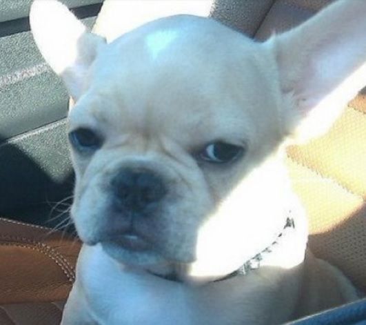 Reacţiile AMUZANTE ale câinilor şi ale pisicilor când stăpânii le spun că le duc la veterinar