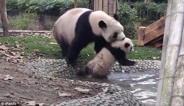 Filmuleţ amuzant, surprins la Zoo: ce face un ursuleţ Panda care nu vrea să fie spălat de mamă