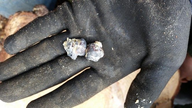 Pădurarii au tăiat trunchiul unui plop şi au găsit două bucăţi de metal. ŞOC! Ce erau, de fapt