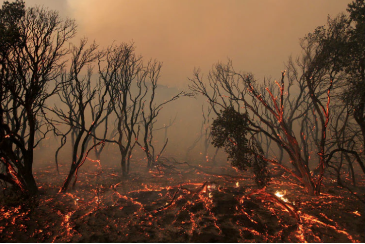 Cele mai GROAZNICE consecinţe ale încălzirii globale. Cum se schimbă natura şi clima