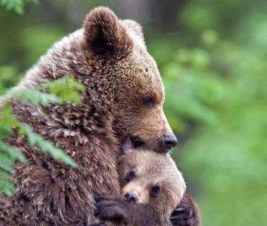 Sărbătoare mare, astăzi, pentru creştini. Ce e bine să facă mamele de Stretenie sau Ziua Ursului