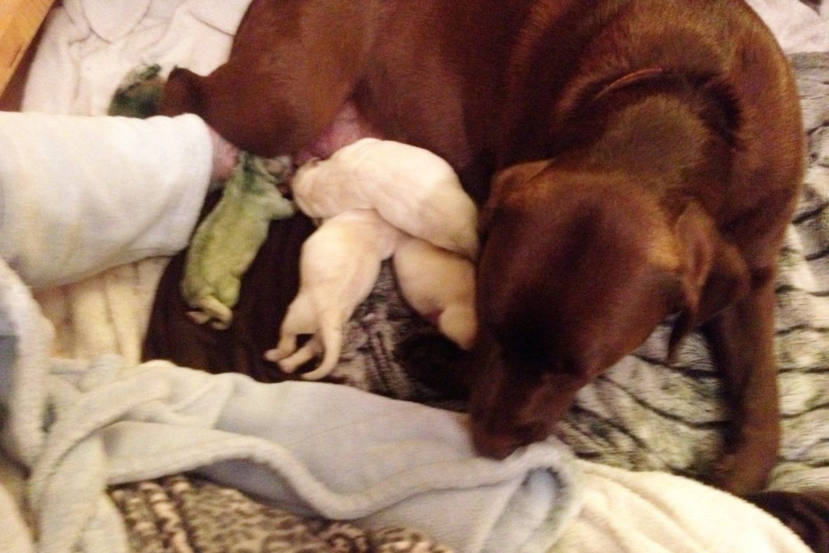 În Marea Britanie s-a născut un labrador verde. Ce s-a întâmplat