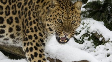 Cea mai rară din lume. Vezi cum arată această specie de feline