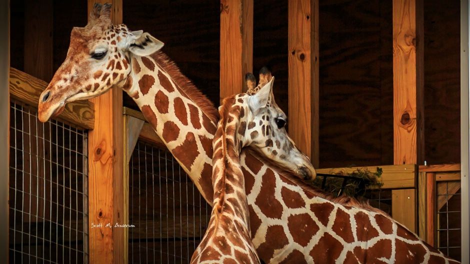 Girafă acuzată de nuditate! Motivul incredibil pentru care s-a cenzurat un clip de la zoo