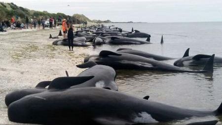 Imagini dramatice cu sute de balene care au eșuat în Noua Zeelandă