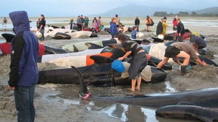 Catastrofă ecologică de proporţii. Sute de balene au murit