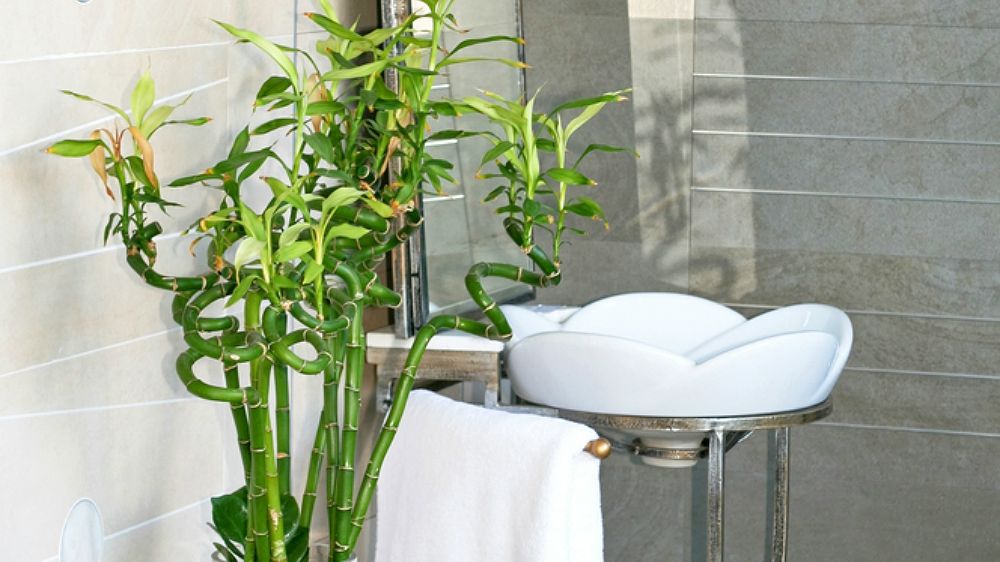 Decorează-ți baia cu plante exotice