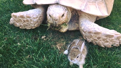 O ţestoasă gigant adoptă un iepuraș rănit. Imagini emoționante