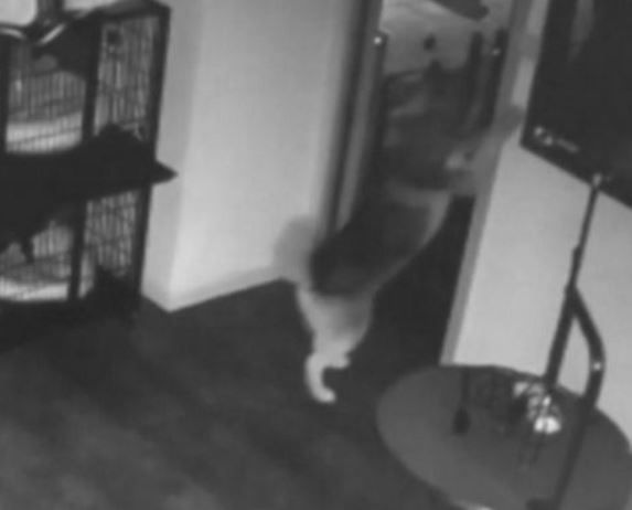 Ca-n desenele animate. Un câine a evadat din cușcă, după care i-a ajutat și pe alții să iasă