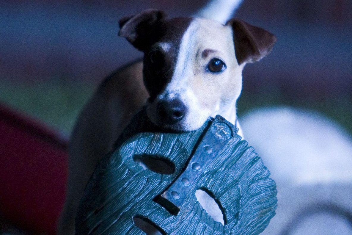 I-au făcut câinelui operații estetice ca să arate ca un personaj din filme. Plângi când îl vezi