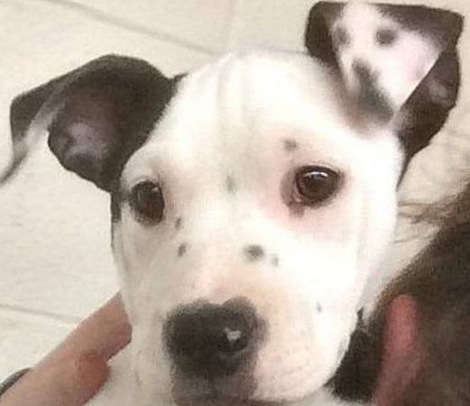 Au văzut o pată pe urechea căţeluşei. Când s-au uitat de aproape, au leşinat de râs! Era un "selfie"