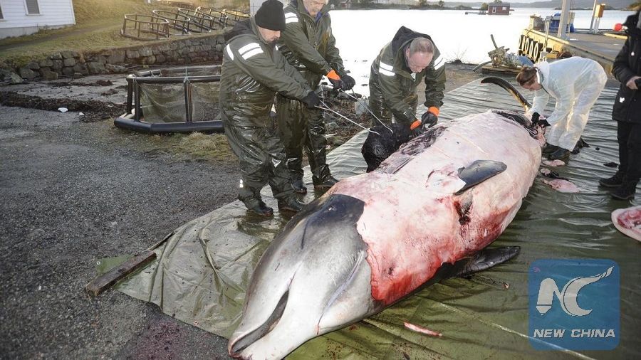 Descoperire șocantă în stomacul unei balene. Ce au găsit cercetătorii