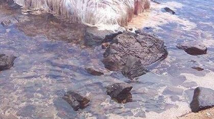 O creatură din adâncuri a eșuat pe plajă. Nimeni nu știe ce animal este. Arată ireal