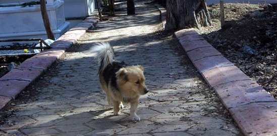 Câinele cu privirea tristă a venit la înmormântare și s-a așezat lângă sicriu.Toți au amuțit când...