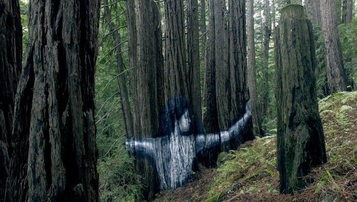 Imaginea apărută pe un copac a impresionat o lume întreagă. Ce mesaj le transmite oamenilor