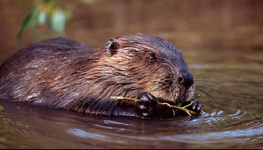 Autoritățile au găsit cel mai eficient "dig" în calea inundațiilor. E neobișnuit