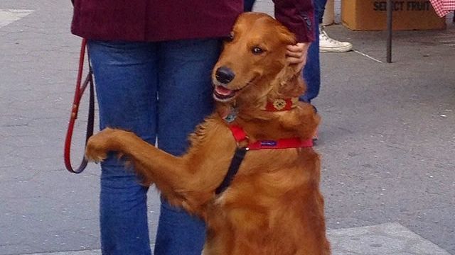 Preferința bizară a unui câine. Comportamentul lui a început înainte de Valentine's Day