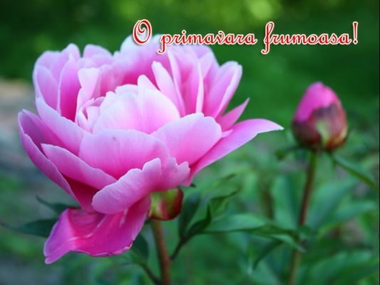 Mesaje 1 MARTIE. Cele mai frumoase mesaje şi felicitări de MĂRŢIŞOR: O primăvara frumoasă!