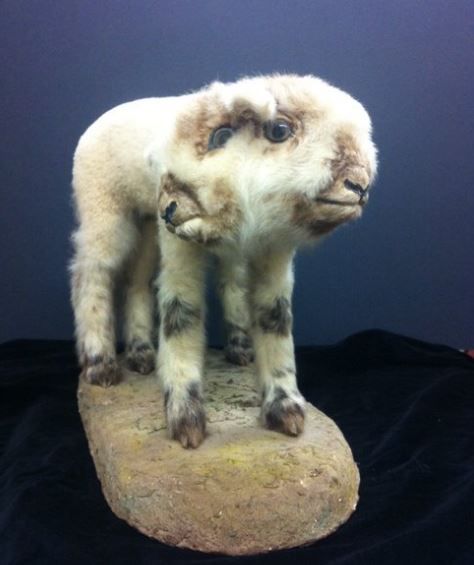 Cele mai terifiante exponate din muzee. Le-ai putea vizita?