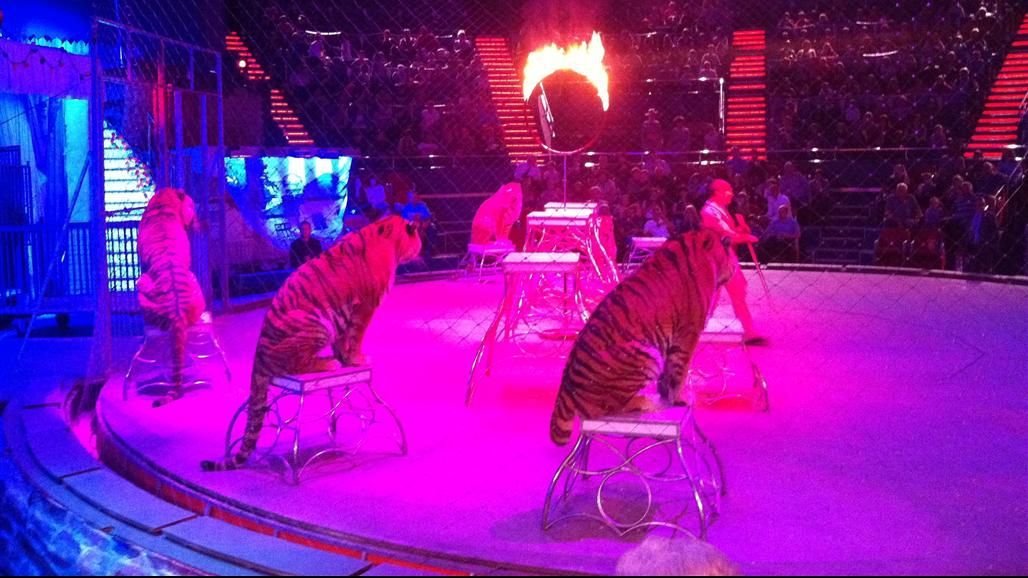 Ultimul spectacol cu animale la Circul Globus din Capitală a avut loc duminică