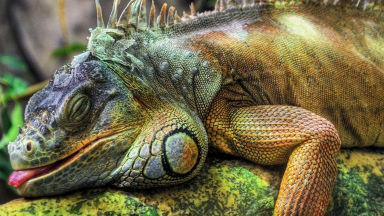 A crezut că e un câine. De fapt, ospătărița s-a luptat cu o reptilă gigantică