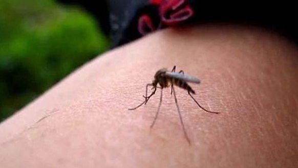 Avertisment MAE pentru românii care pleacă din țară. Ce este "MALARIA de import" și care sunt riscurile?
