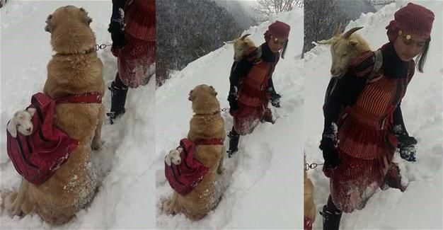 Imagine tulburătoare: cum salvează o fetiţă din Turcia un pui de capră născut în zăpadă