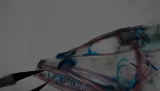 Cele mai BIZARE creaturi care trăiesc în mare. Peştii-dragon, o minunăţie a naturii