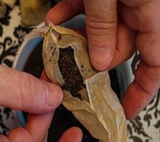 Unul dintre cele mai cunoscute branduri de ceai ar conţine pesticide