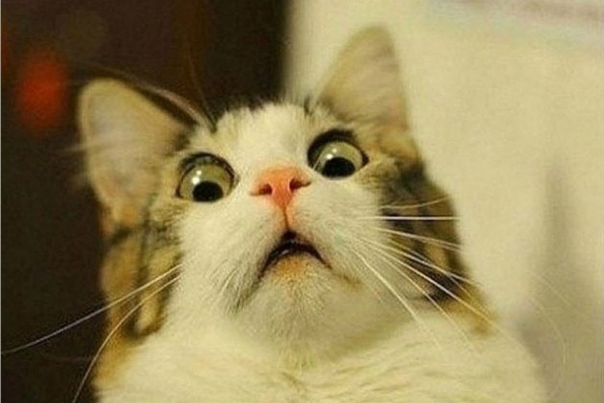Top 17 cele mai haioase poze cu pisici, din toate timpurile. Sunt vedetele internetului 