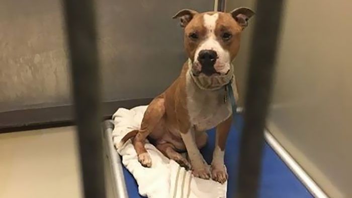 Gestul de afecţiune al unui pitbull salvat de pe străzi a emoţionat o lume întreagă 